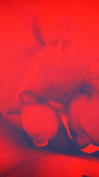 Lucky Gurl Kween Bunny B - Red Light Special POV Blowjob and Throat Fuck