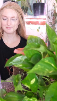 Pișându-se în timp ce se repotting