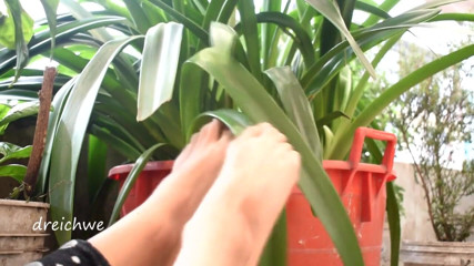 Dreichwe: Feet in the garden