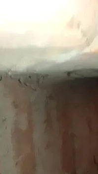 My Real Viral Video