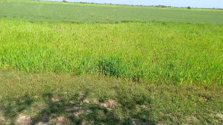 AKXpro: Didi's Friend Sucked His Cock in the Fields, Girlfriend's Mouth...
