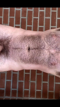 hairy boy 