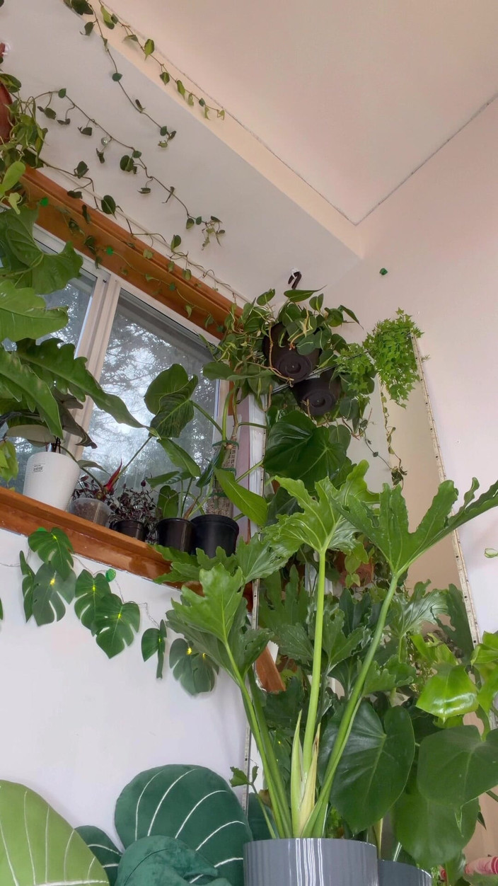 Destination Kat: Il gigante tende alle sue piante