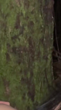 Outdoor Threesome in the Forest with Big Ass Brunette Yenifer Chacon
