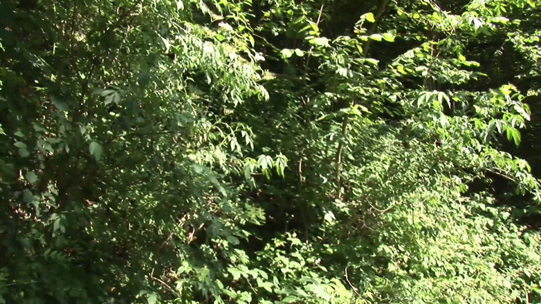Real Home Made: A teen takes a walk in the woods and gets...
