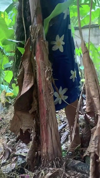 El deseo que surgió cuando fui al bosque a traer algo para cocinar.