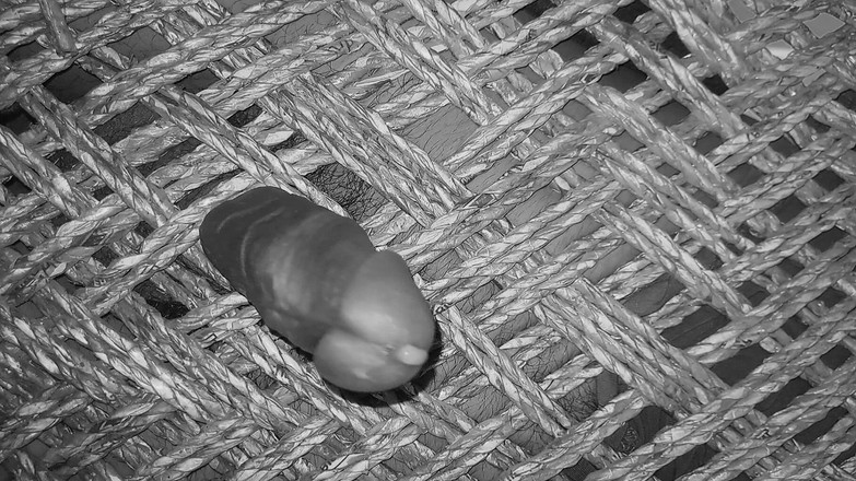 Desi Porn India 2: Heißes indisches schwules cumshot-video