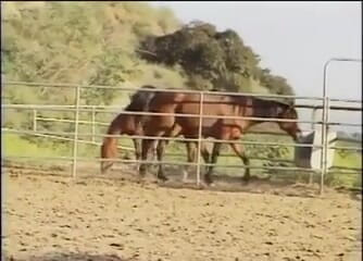 Outdoor pervs: Amateur couple get horny and fuck on a farm