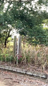 Latihan diri 51. Secubit datang dengan melancap rotor di jalan