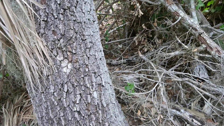 Miss Ellie Roleplay: 完整的公共日视频