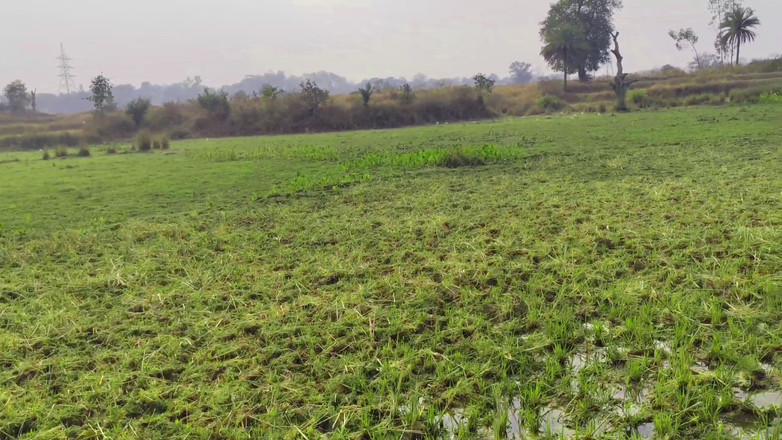 Ankush raj: Ošukal svou nevlastní sestru pod podtextem chůze na poli