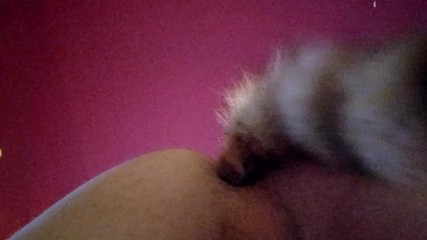 Joslin: Joslin trémousse le plug de queue anal