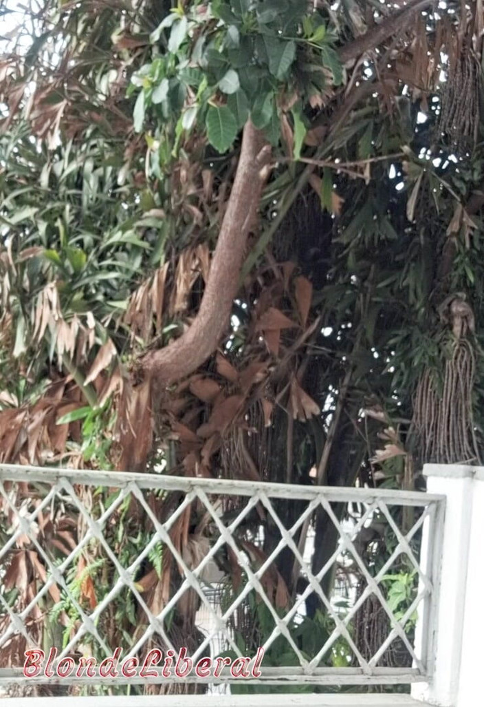 BlondeLiberal: Me and Dai Belan, Almost Naked, Washing the Balcony of...