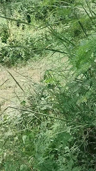 While Roaming in the Field, He Started Hitting the Hilt