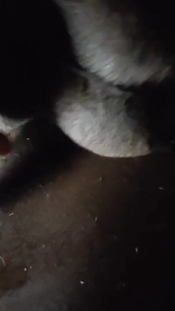 Spit on Your Genitals and Move and Ejaculate (Apolloein)