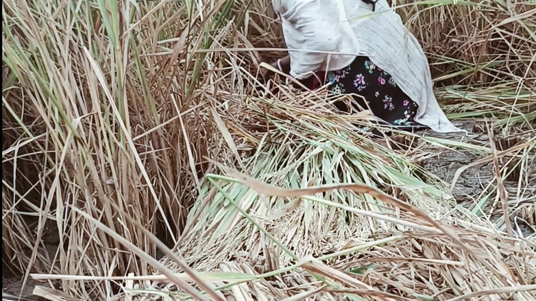 Riyadesi18: Moje žena Riya poprvé zlomila pečeť na paddy poli