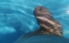 A walk in the pool naked version