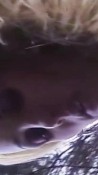 Sexy Blonde Shemale Outdoor Tinder Date Anal Fucked