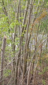 Outdoor BJ Mit Sperma Schlucken