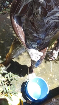 Heavy Wet and Slippery Huge Black Cock Wants to Cum on the Floor