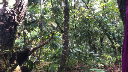 Lustybaby605: Nepali Jungle Cat (Jungle Adventures 2.0)