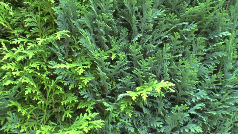 King Of Amateur: In the Garden I Fuck the Neighbor