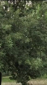 Simona cavalli si cewek hot rambut pirang yang ketemu sama tony si imigran di hutan yang mengubah hidupnya dengan ngentot memeknya setiap hari