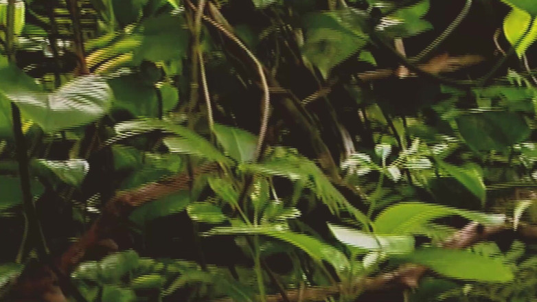 SEXUAL SIN GAY: Scéna z gay islandu - 2_two svalnatí gayové tvrdě šukají v džungli