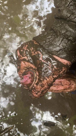 Melvins: Duvar örerken boşalıyor