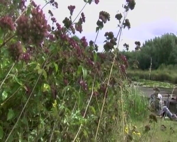 Amateur Pornos XXX: Vintage Jenna Red Succhia E Cavalca Duri