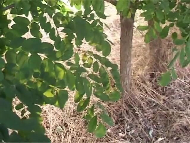 Out Sexxx: かわいいブロンディが公園で犯される