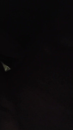 Raven Willow: Stinkende-zusammenstellung