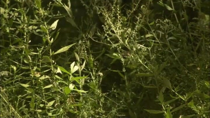 CBD Media: 빨고 따먹히는 육덕 거유녀