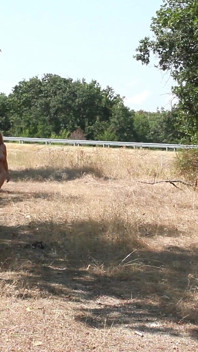 The Littl Tih Girl Shows off Her Tits to the Cars