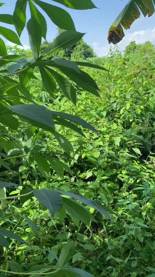 Arola7: かくれんぼブッシュファック