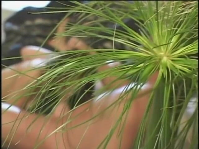 Asian Club: La ragazza asiatica mangia il cazzo e poi viene scopata...