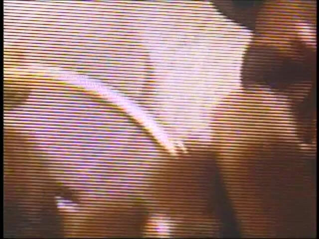 First Black Sexperience: Збуджена краля стогне від задоволення, коли її мокру пизду глибоко трахає величезний член