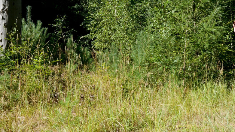 Peaches and Bananas: Czech teen Charlie selfie porn in the nature
