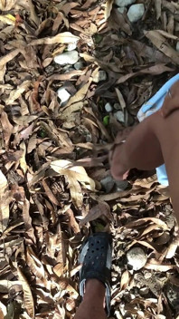 ドミがしゃぶり、茂みの中の見知らぬ人とのシングル