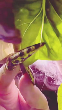 A Pest in the Fairy Queen's Garden