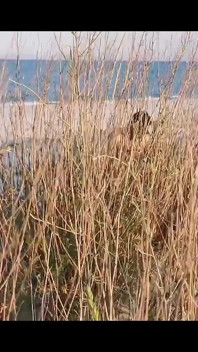 Couple Caught on Camera Having Sex on the Beach