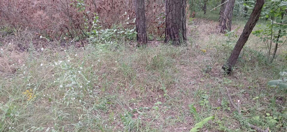 Lesbian-illusion: Nasza trzecia dziewczyna ogląda w parku, więc nikt nas nie...