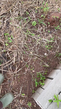 Menunggang batang besar di atas lantai ke dalam pepek