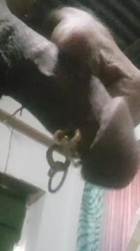 Big Cock with Pierced