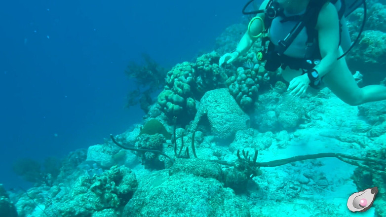 Mistress Pink Pearl: Bonaire में अकेले समय