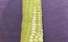 Labor Day Bash matade fett hora majs nu pruttar hon