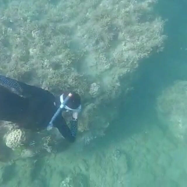 creamberryfairy: イマ・マーメイド