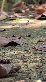 Quando sono andato nella foresta per scegliere il grano