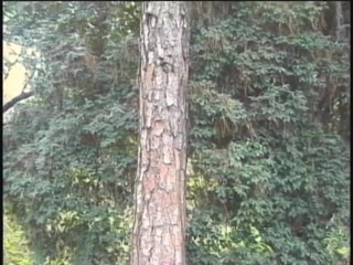 Horny Shemales: Horny shemales fucking their boys outdoor