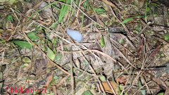 ChickenPuti: Seks di hutan tengah malam, seks di luar ruangan dengan...